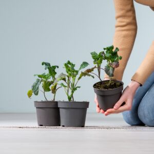 BIO Palmkohl - 3 Stück