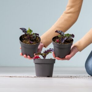 BIO Rosenkohl - 3 Stück