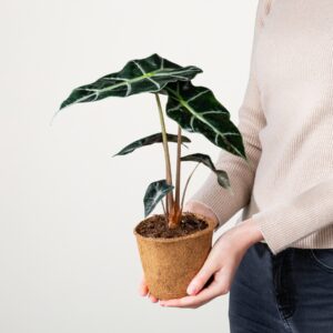 Alocasia 'Dwarf' - plastikfrei