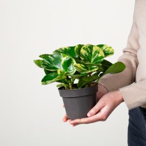 Peperomia 'Green Gold'