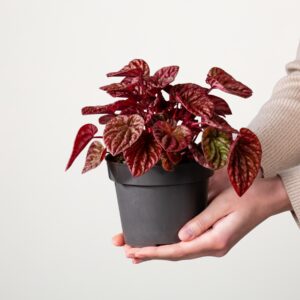 Peperomia 'Quito'