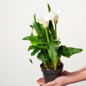 Afrikanische Calla Weiß