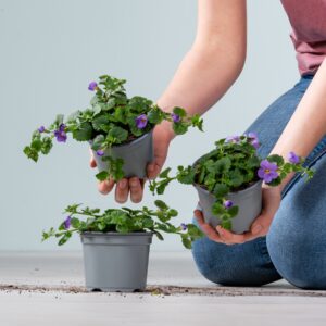 Lilafarbene Schneeflockenblume - 3 Stück