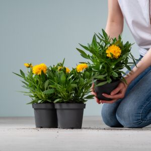 Mädchenauge 'Solena' - 3 Stück