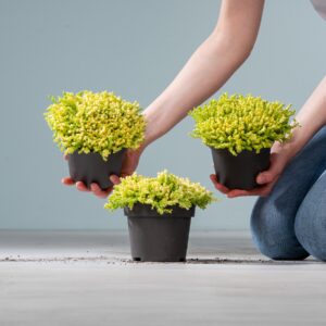 Mauerpfeffer 'Aurea' - 3 Stück
