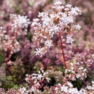 Mauerpfeffer 'Coral Carpet' - 3 Stück
