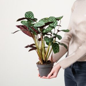 Calathea 'Compactstar'