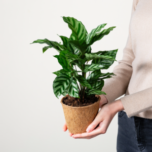 Calathea 'Freddie' -plastikfrei