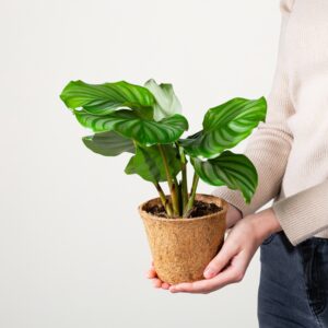 Calathea 'Orbifolia' - plastikfrei M