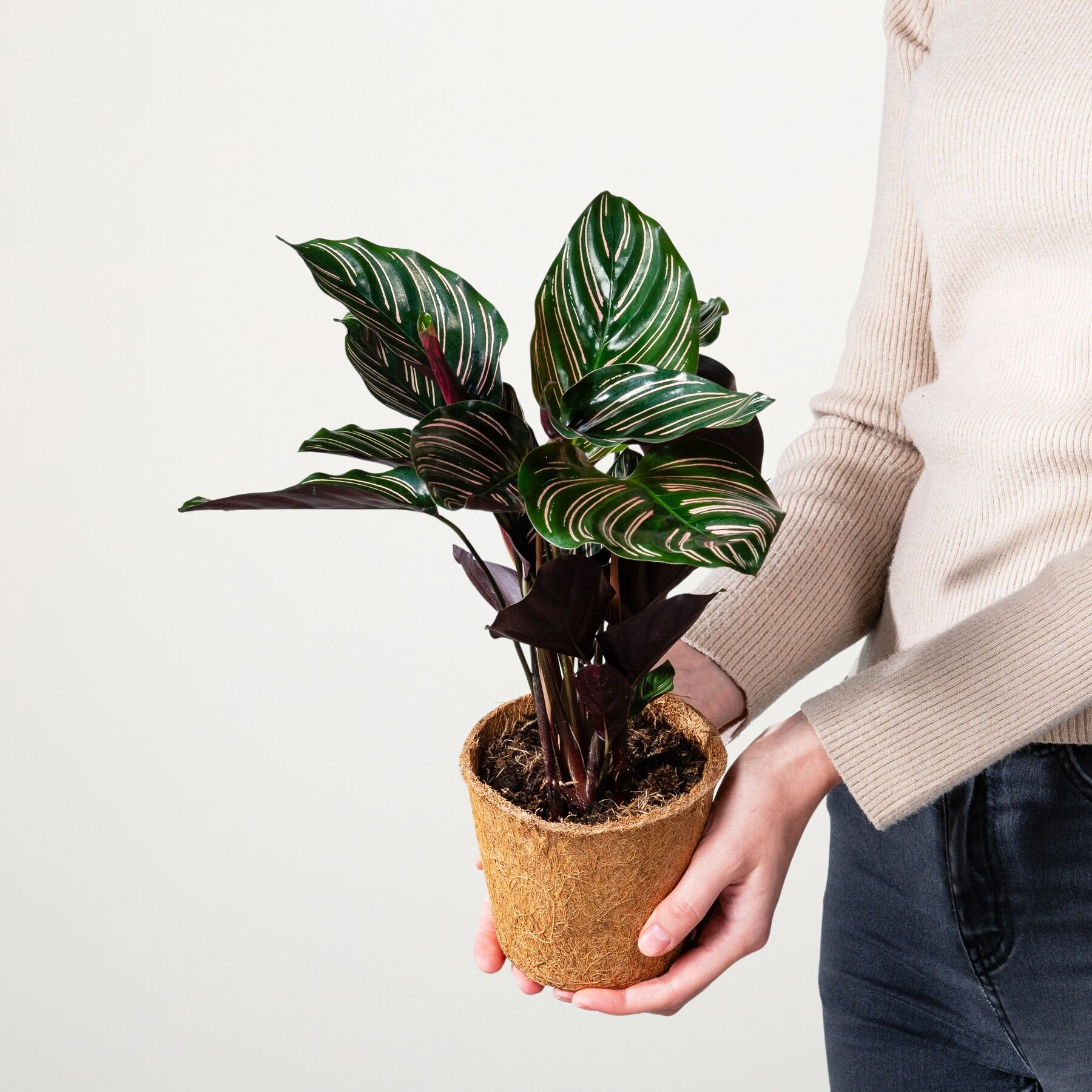 Calathea 'Sanderiana' - plastikfrei – Bild 2