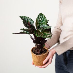 Calathea 'Sanderiana' - plastikfrei