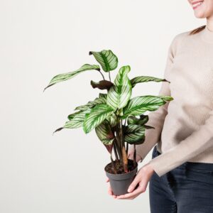 Calathea 'Whitestar'