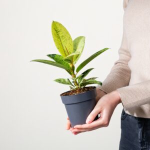Ficus 'Shiverean'