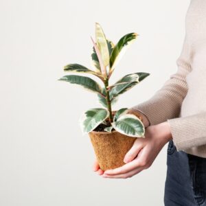 Ficus 'Tineke' - plastikfrei