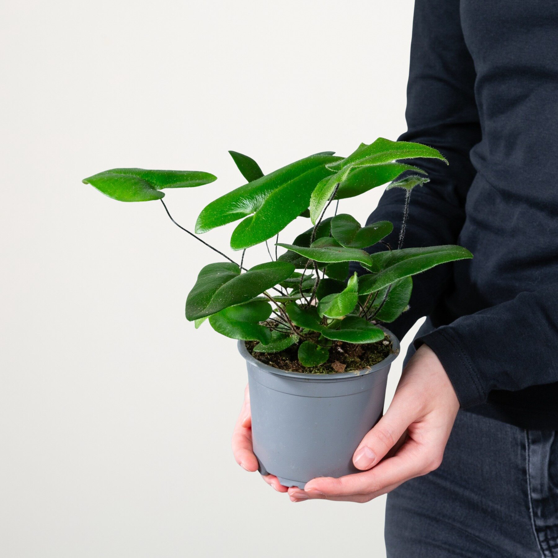 Herzfarn 'Arifolia' – Bild 2