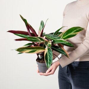 Maranthe 'Triostar'