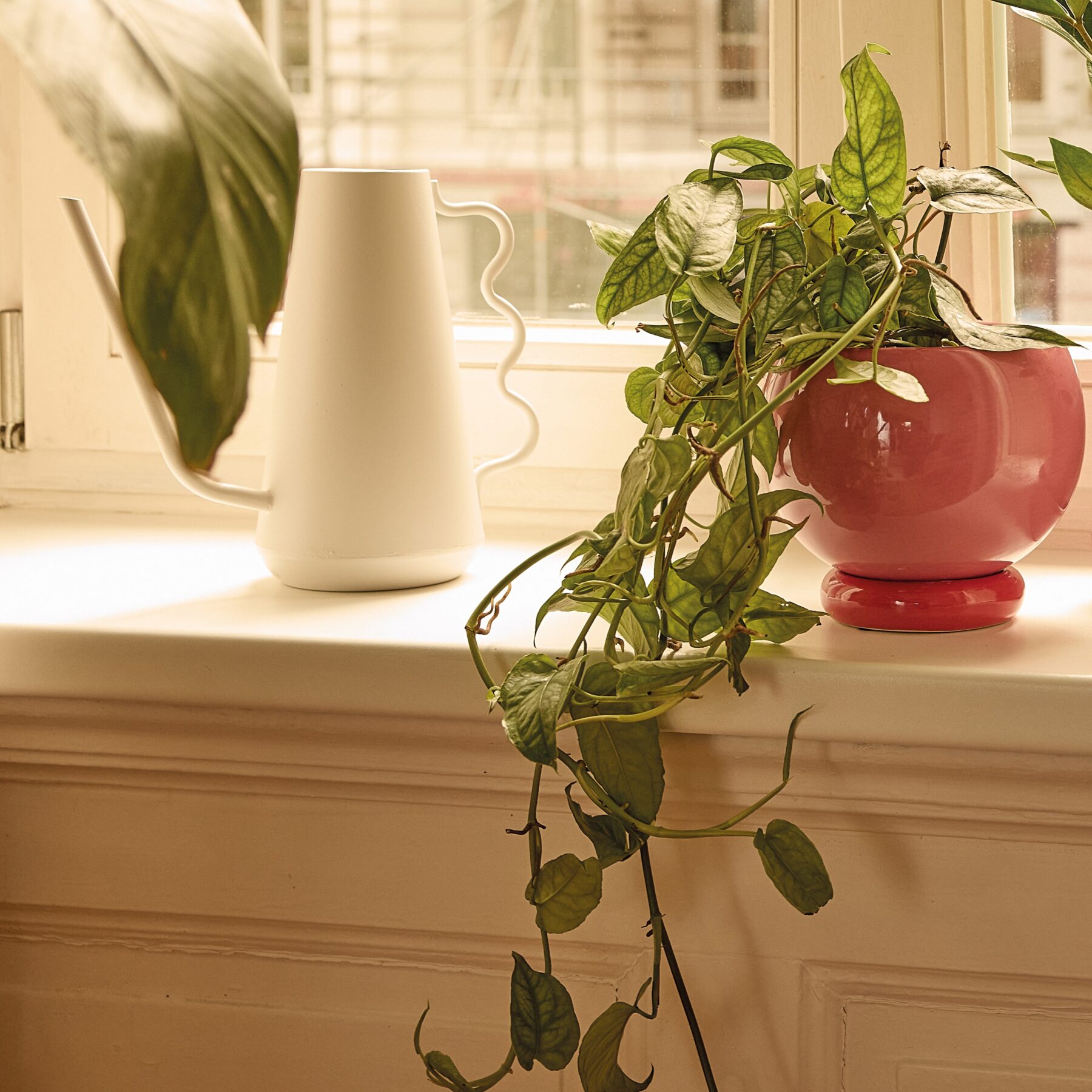 Monstera 'Siltepecana' – Bild 2