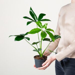 Philodendron 'Dino Feet'