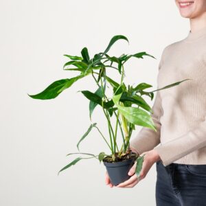Philodendron 'Glad Hands'