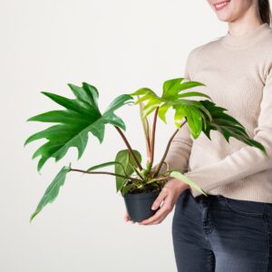 Philodendron 'Mayoi'