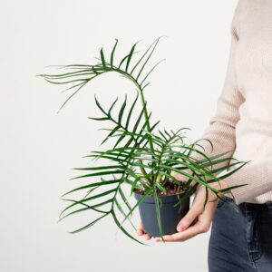 Philodendron 'Tortum'