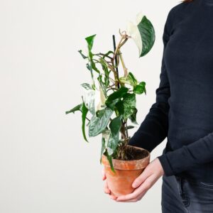 Purpurtute 'Albo Variegata' - im Tontopf