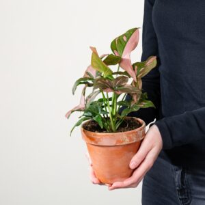 Purpurtute 'Pink Splash' - im Tontopf