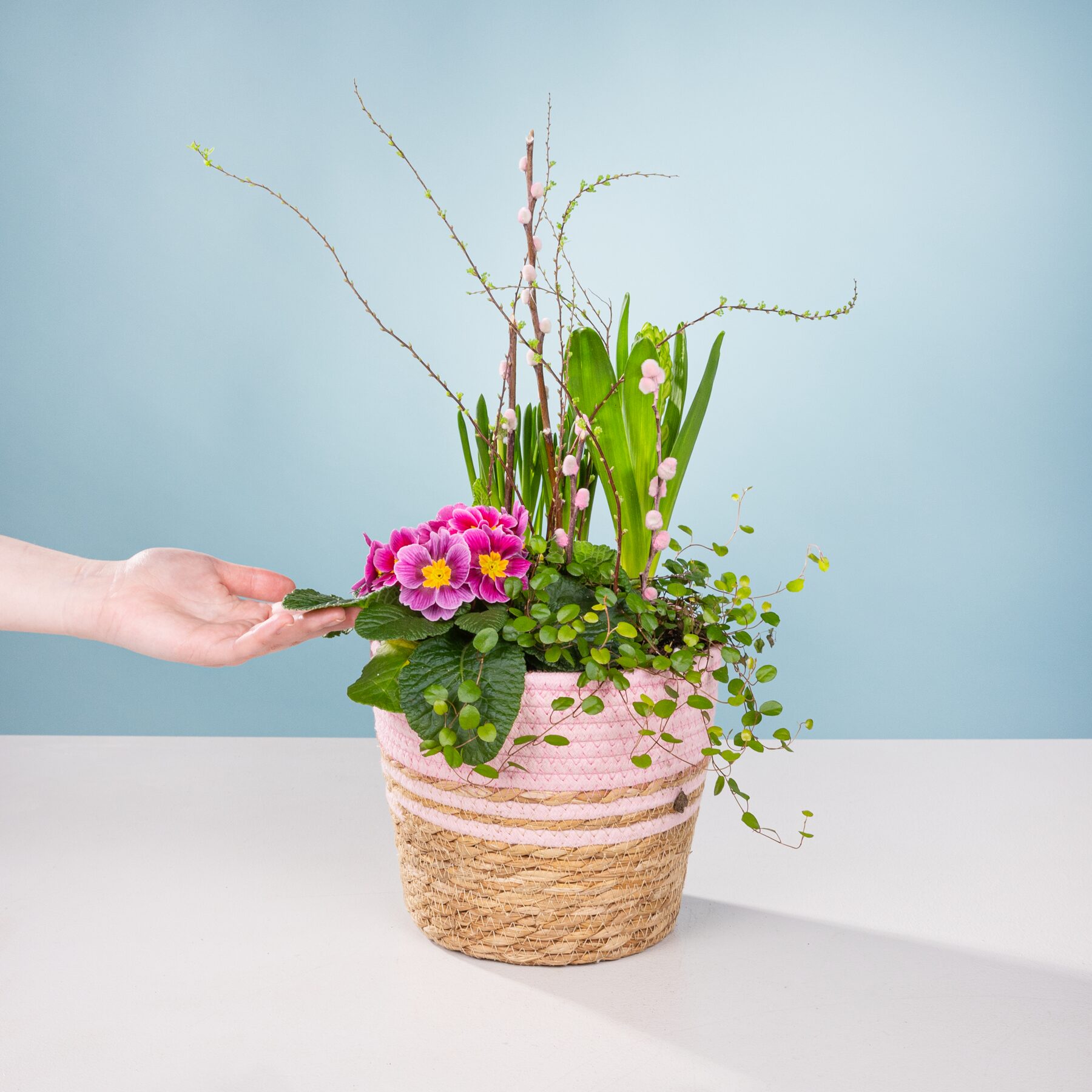 Rosa Frühling – Bild 2