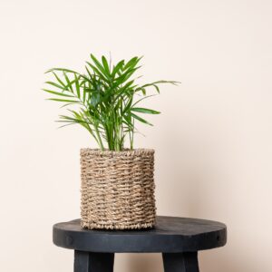 Orchideen Überkorb - 9 cm