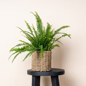 Orchideen Überkorb - 12 cm
