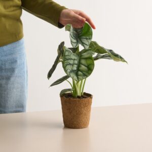 Alocasia 'Silver Dragon' - plastikfrei
