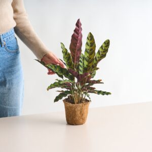 Calathea 'Insigne' - plastikfrei