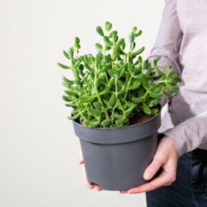 Crassula Hybrid 'Rogesil'
