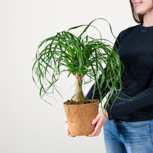 Elefantenfuß 'Beaucarnea' - plastikfrei