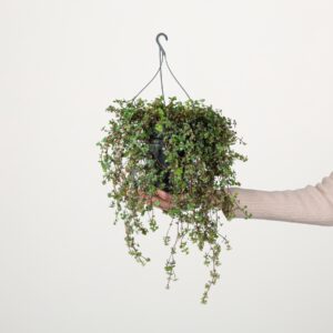 Pilea 'Libanensis'