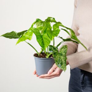 Purpurtute 'Mottled Mojito'