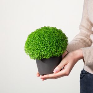 Selaginella 'Apoda'