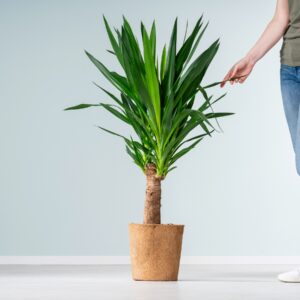 Yucca-Palme - plastikfrei
