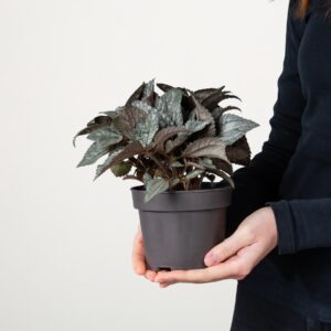 Pilea 'Ellen'