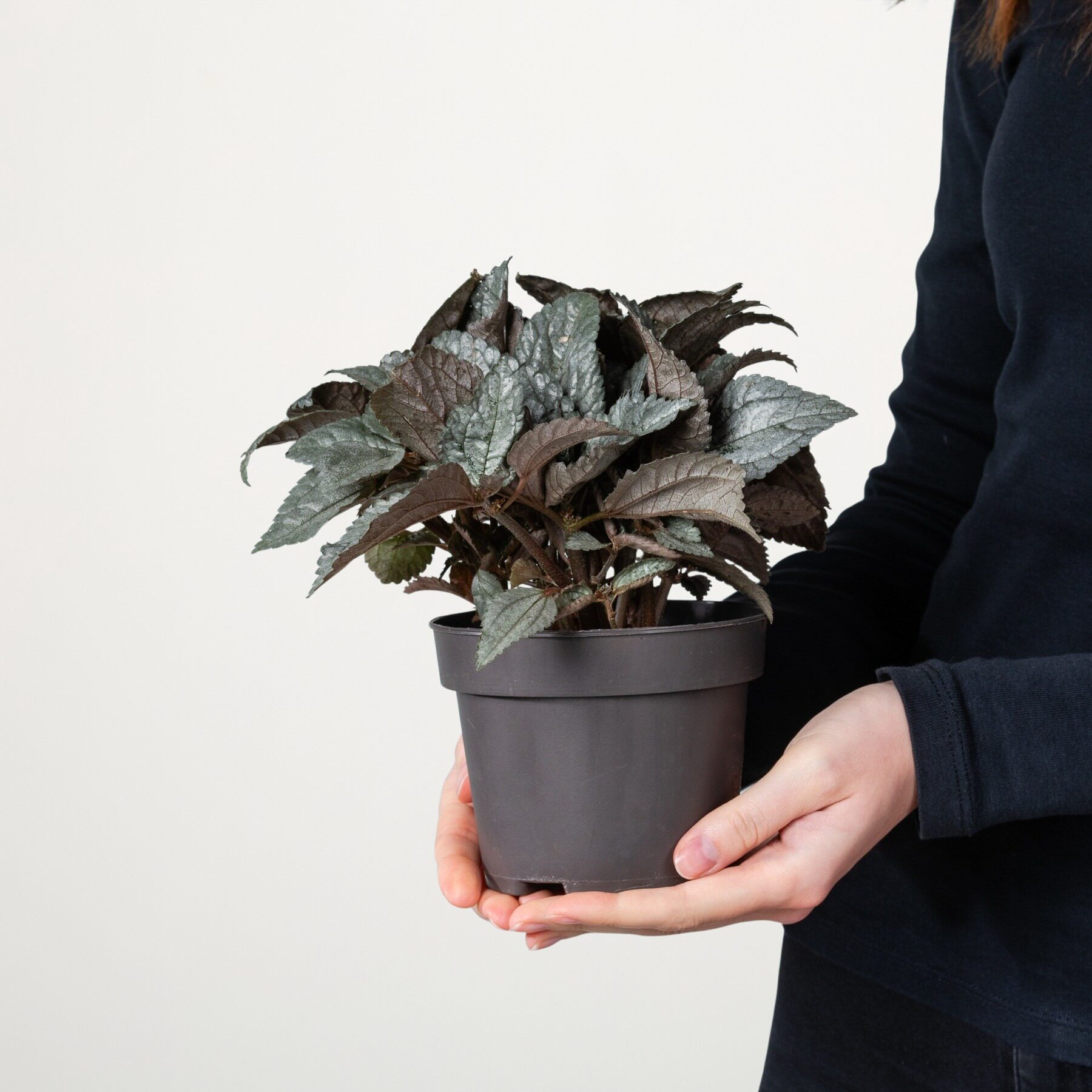Pilea 'Ellen'