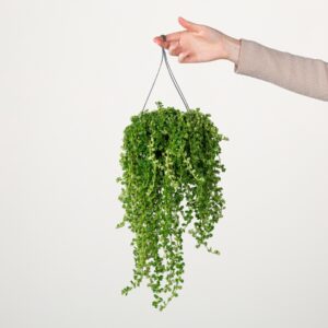 Pilea 'Sao Paulo'