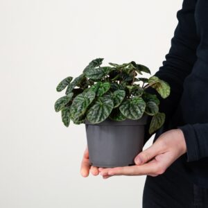 Peperomia 'Caperata'