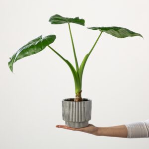 Alocasia 'Cucullata' M