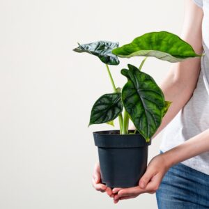Alocasia 'Dragon Scale' - plastikfrei