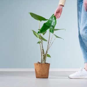 Alocasia 'Zebrina' - plastikfrei M