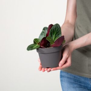 Crassula 'Multicava'
