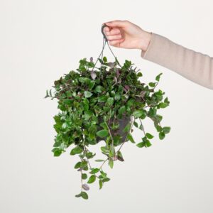 Dreimasterblume 'Dark Green'