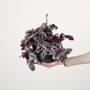 Dreimasterblume 'Pink Joy'