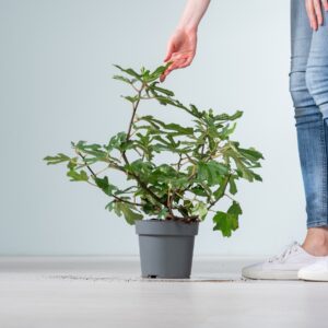 Ficus carica 'Little Miss Figy'