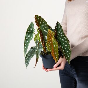 Forellenbegonie 'Big Dots'